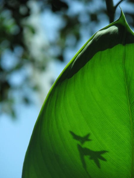 Looking for unique  Art Galleries? Leaf Shadow